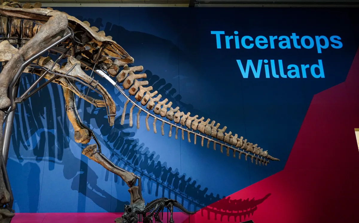 Man sieht das Hinterteil eines Triceratops-Skeletts. 